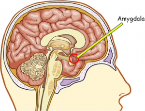 Amygdala