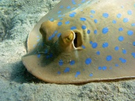 blue spotted stingray