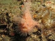 hairy frogfish