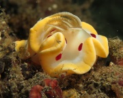 nudibranch