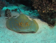 blue spotted stingray