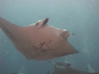 manta