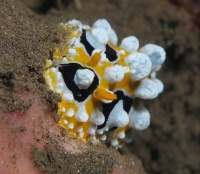 nudibranche