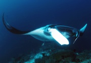 manta