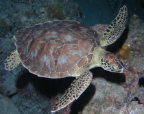 schildpad