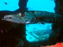 barracuda