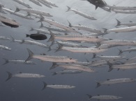 barracuda's barrie