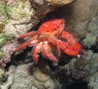 krabbetje krab