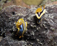 nudibranches slakjes