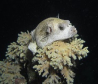 puffer