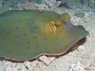 blue spotted stingray Ray