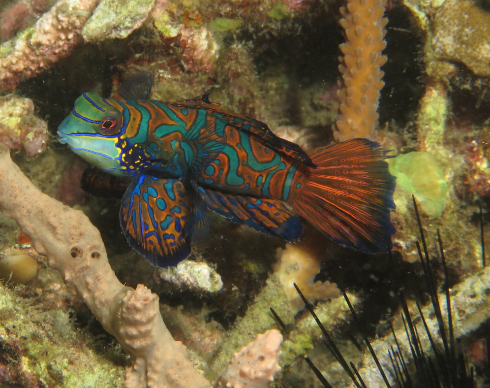 Lembeh en Halmahera (2017)