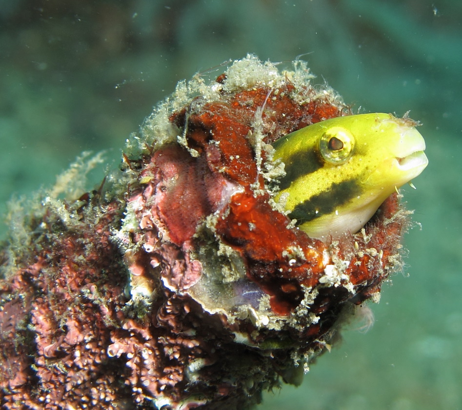 Lembeh (2016)
