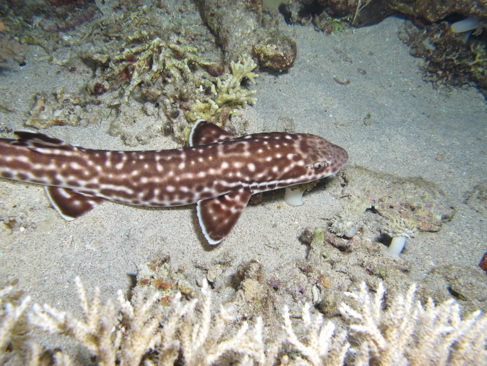 Komodo en Bali (2014)