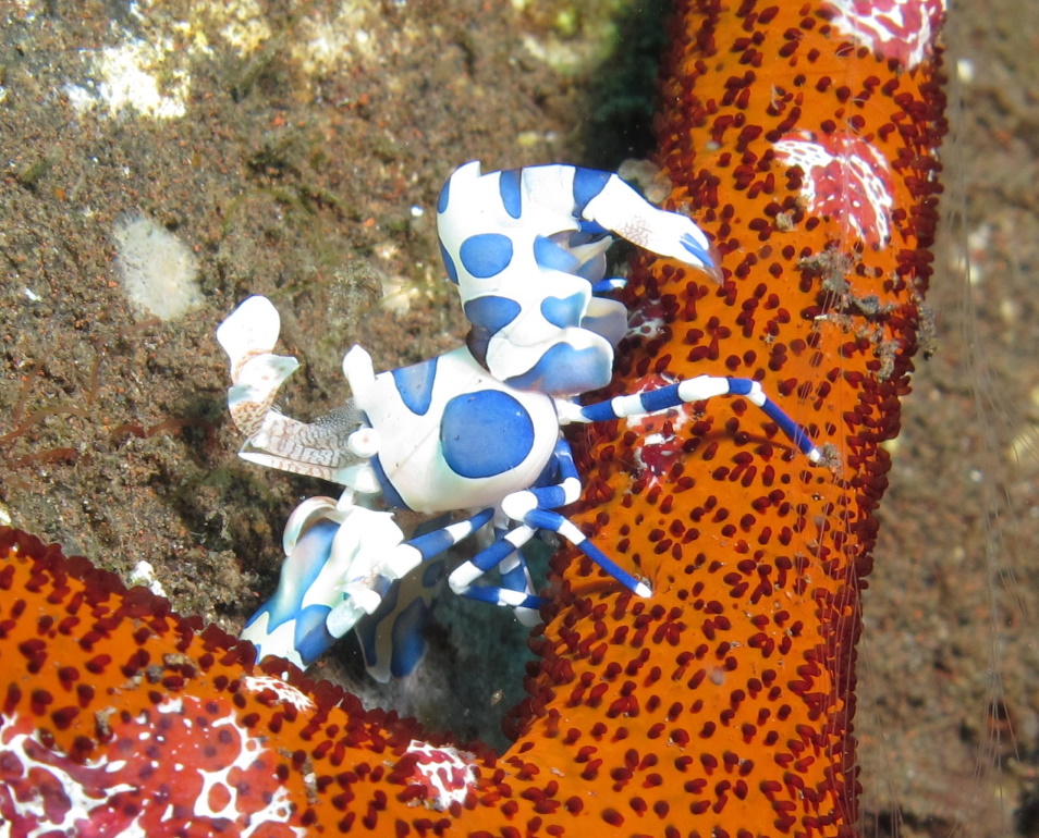 Bali (2010)