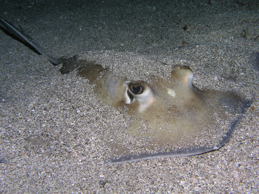 Saba en Sint Eustatius (2007)