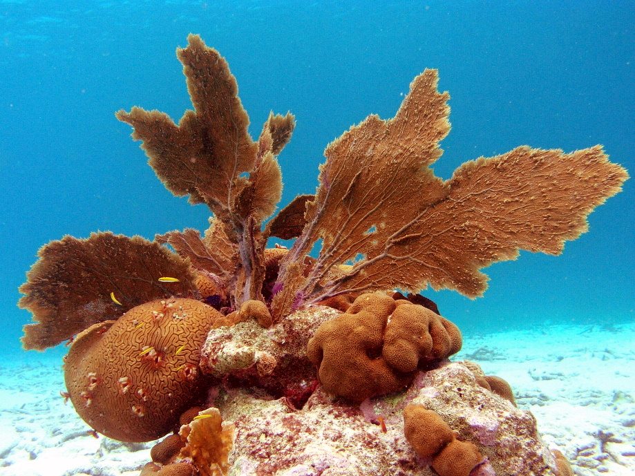 Bonaire