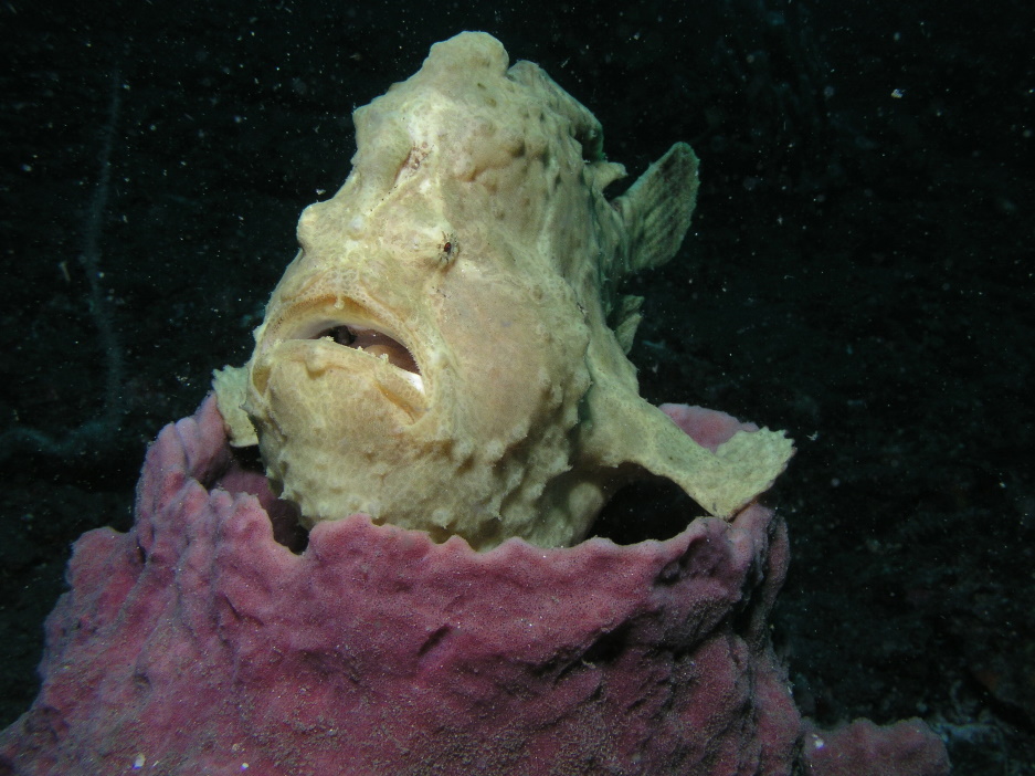 Frogfish