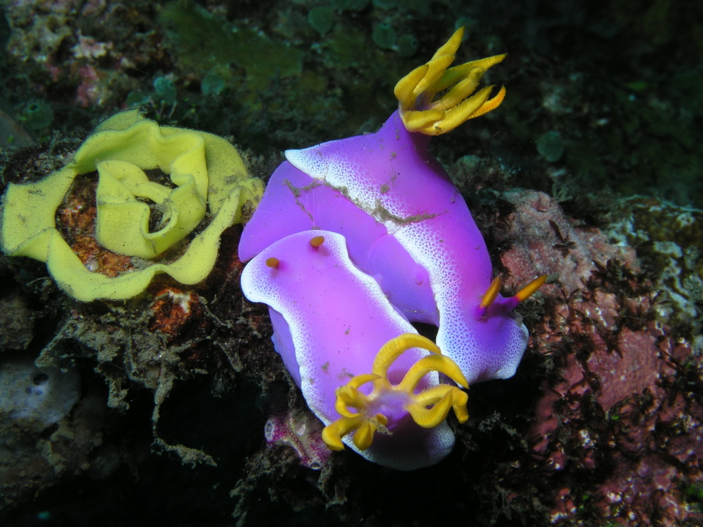 Nudibranches