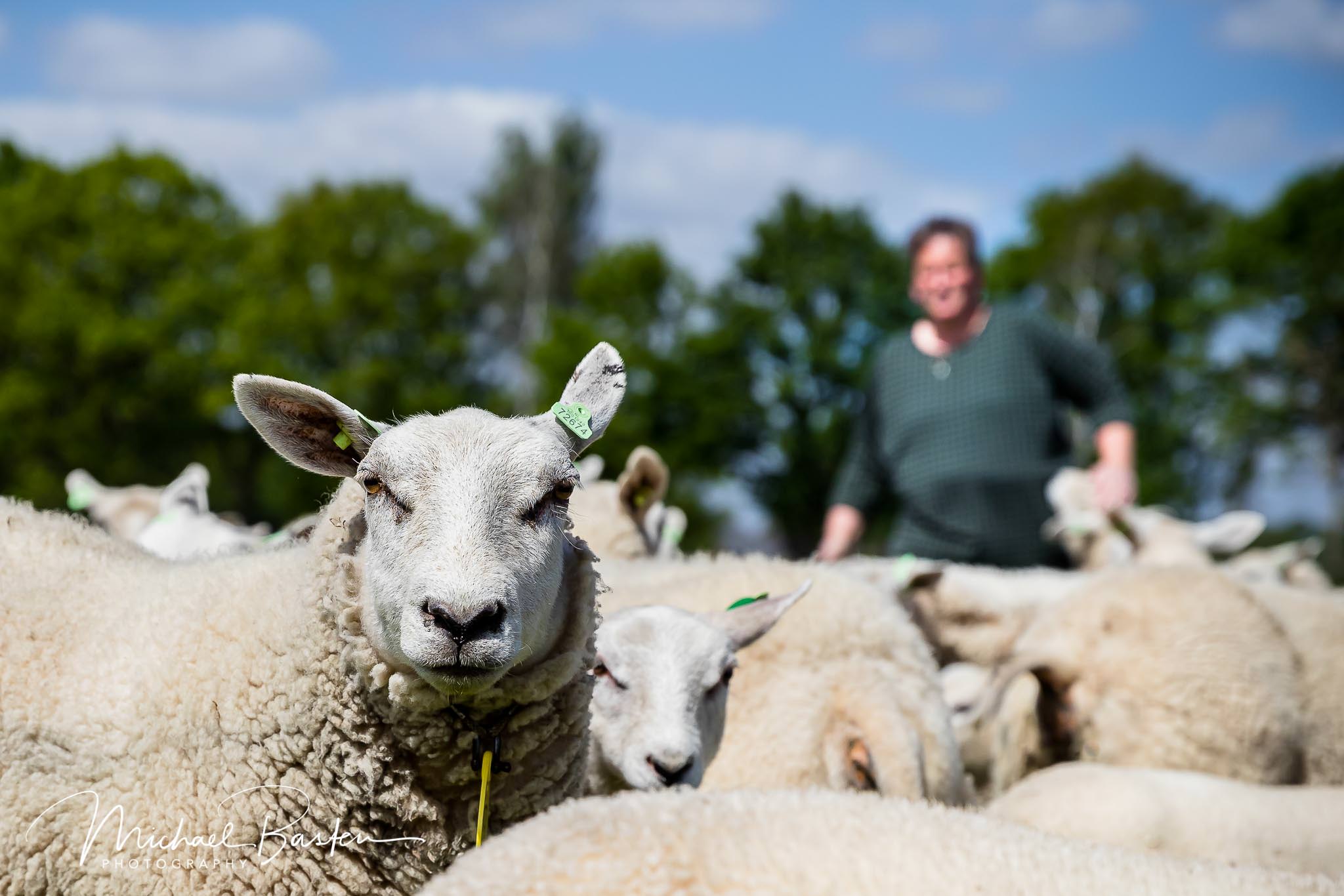 Bedrijfsfotograaf voor een Bedrijfsreportage van een Schapenhouderij in Zieuwent Achterhoek