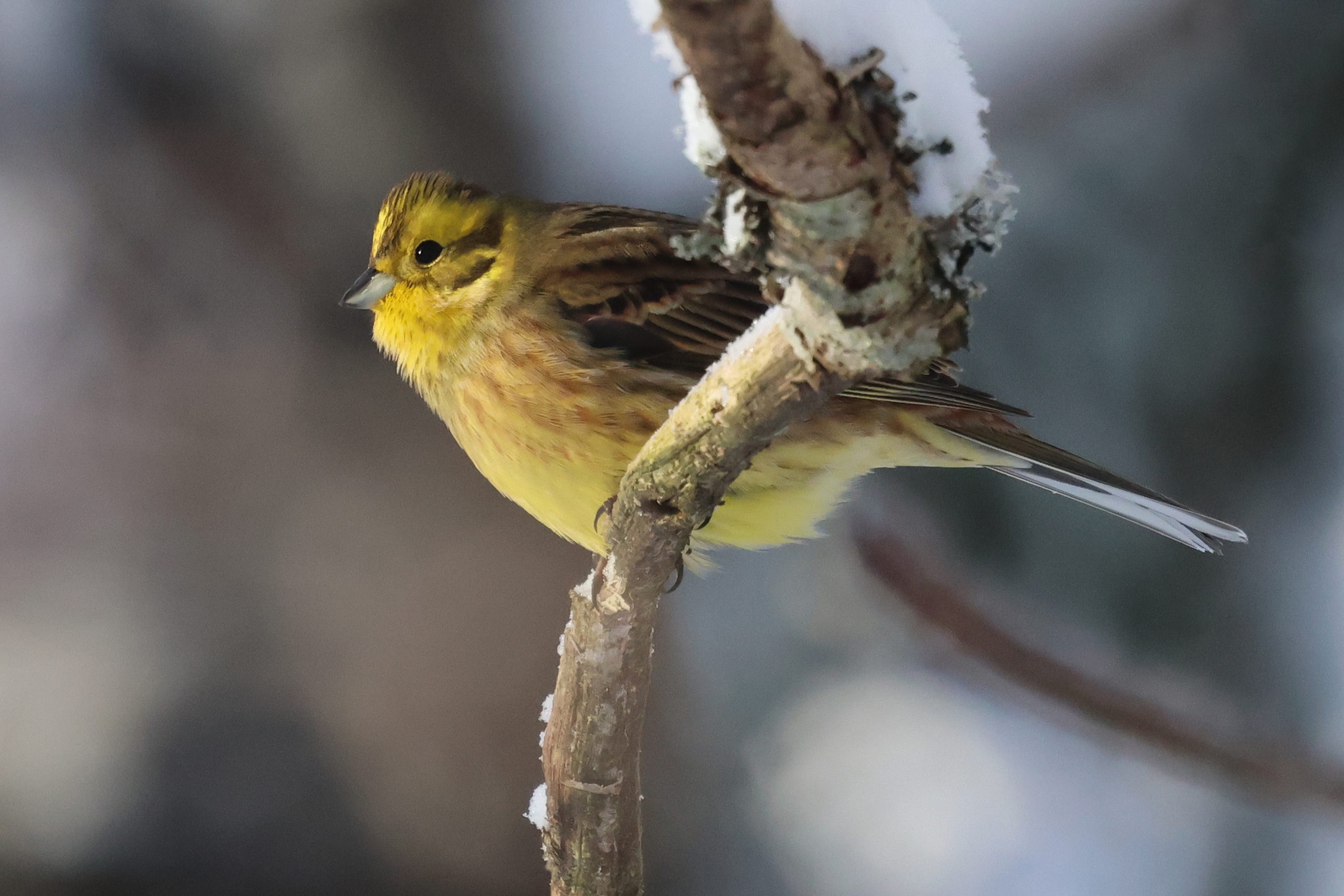 Yellowhammer (2 pictures)