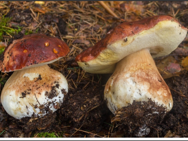 BOLETUS P.