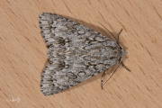 Bont schaapje / The Sycamore (Acronicta aceris)