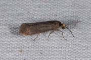Bruine essenmot (Prays ruficeps), micro