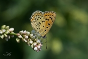 Bruine vuurvlinder / Sooty Copper (Lycaena tityrus) Bruine vuurvlinder / Sooty Copper (Lycaena tityrus)