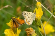 Bruine vuurvlinder / Sooty Copper (Lycaena tityrus) Bruine vuurvlinder / Sooty Copper (Lycaena tityrus)