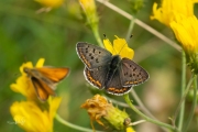 Bruine vuurvlinder / Sooty Copper (Lycaena tityrus) Bruine vuurvlinder / Sooty Copper (Lycaena tityrus)