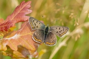 Bruine vuurvlinder / Sooty Copper (Lycaena tityrus) Bruine vuurvlinder / Sooty Copper (Lycaena tityrus)