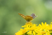Bruine vuurvlinder / Sooty Copper (Lycaena tityrus) Bruine vuurvlinder / Sooty Copper (Lycaena tityrus)