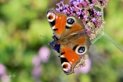 Dagpauwoog / Peacock (Aglais io)