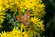 Distelvlinder / Painted Lady (Vanessa cardui) Distelvlinder / Painted Lady (Vanessa cardui)