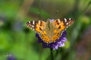 Distelvlinder / Painted Lady (Vanessa cardui) Distelvlinder / Painted Lady (Vanessa cardui)