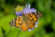 Distelvlinder / Painted Lady (Vanessa cardui) Distelvlinder / Painted Lady (Vanessa cardui)