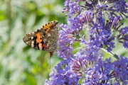 Distelvlinder / Painted Lady (Vanessa cardui) Distelvlinder / Painted Lady (Vanessa cardui)