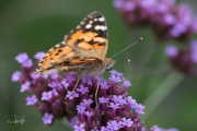Distelvlinder / Painted Lady (Vanessa cardui) Distelvlinder / Painted Lady (Vanessa cardui)