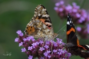 Distelvlinder / Painted Lady (Vanessa cardui) Distelvlinder / Painted Lady (Vanessa cardui)