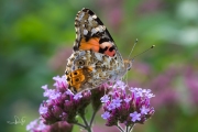 Distelvlinder / Painted Lady (Vanessa cardui) Distelvlinder / Painted Lady (Vanessa cardui)
