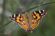 Distelvlinder / Painted Lady (Vanessa cardui) Distelvlinder / Painted Lady (Vanessa cardui)