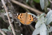 Distelvlinder / Painted Lady (Vanessa cardui) Distelvlinder / Painted Lady (Vanessa cardui)