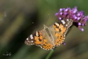 Distelvlinder / Painted Lady (Vanessa cardui) Distelvlinder / Painted Lady (Vanessa cardui)