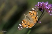 Distelvlinder / Painted Lady (Vanessa cardui) Distelvlinder / Painted Lady (Vanessa cardui)