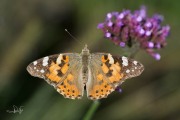 Distelvlinder / Painted Lady (Vanessa cardui) Distelvlinder / Painted Lady (Vanessa cardui)