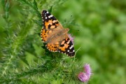 Distelvlinder / Painted Lady (Vanessa cardui) Distelvlinder / Painted Lady (Vanessa cardui)