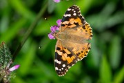 Distelvlinder / Painted Lady (Vanessa cardui) Distelvlinder / Painted Lady (Vanessa cardui)