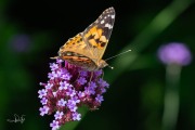 Distelvlinder / Painted Lady (Vanessa cardui) Distelvlinder / Painted Lady (Vanessa cardui)
