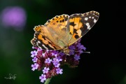 Distelvlinder / Painted Lady (Vanessa cardui) Distelvlinder / Painted Lady (Vanessa cardui)